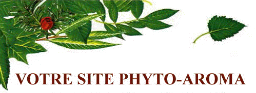 PHYTO 2000